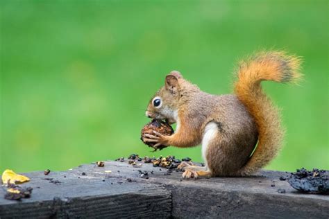 brown squirrel eating nuts photo – Free Animal Image on Unsplash