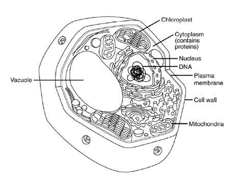 Strawberry DNA - BIOLOGY JUNCTION