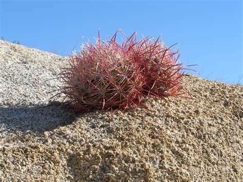 Sahara Desert Plants