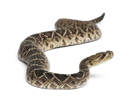 How Fast Do Baby Rattlesnakes Grow? (Time to full-size)