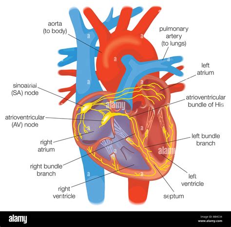 Atrioventricular Node