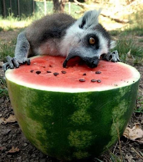 89 Photos Of Animals Eating That’ll Make You Smile | Bored Panda