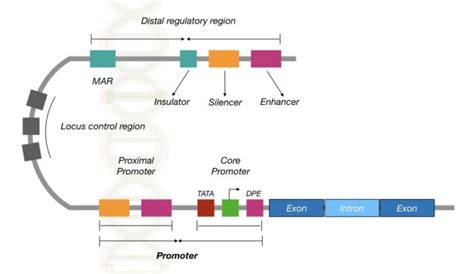 What Is a Gene?- Definition, Structure And Function