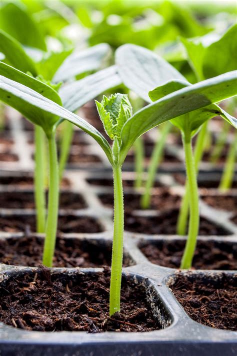 How To Start Seeds Indoors - Grow Your Own Vegetable & Flower Plants!