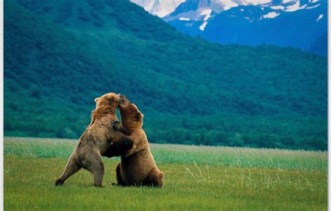 Best Alaska Wildlife Viewing Experiences | Alaska wildlife, Katmai ...