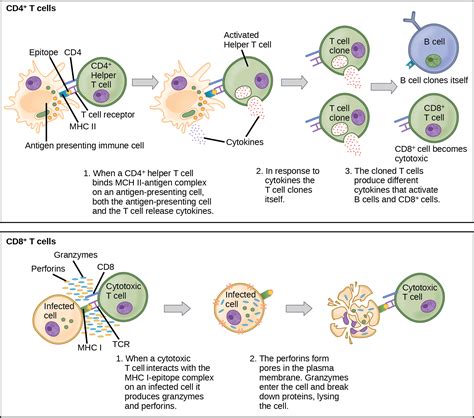 Adaptive Immune Response | OpenStax Biology 2e