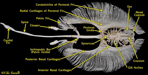 BIO370-Shark Skeleton