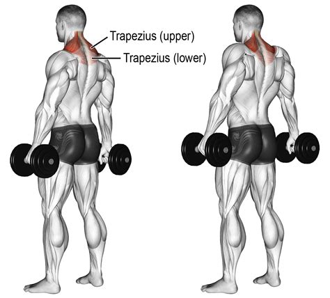 Comment effectuer les shrugs haltères ? | Shoulder workout, Traps ...