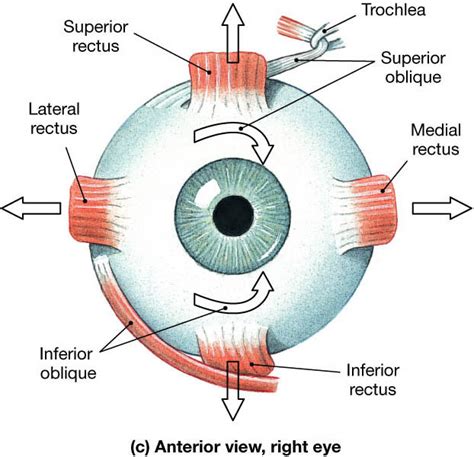 Eye Muscles