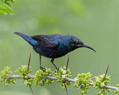 Purple sunbird - Facts, Diet, Habitat & Pictures on Animalia.bio