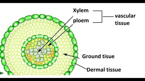 What Are The 3 Types Of Plant Tissue And What Is Each Responsible For ...