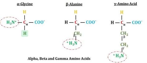 alpha-beta-gamma-amino-acids | EasyBiologyClass