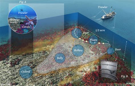 Marine Habitat Loss - Panic in the North Atlantic