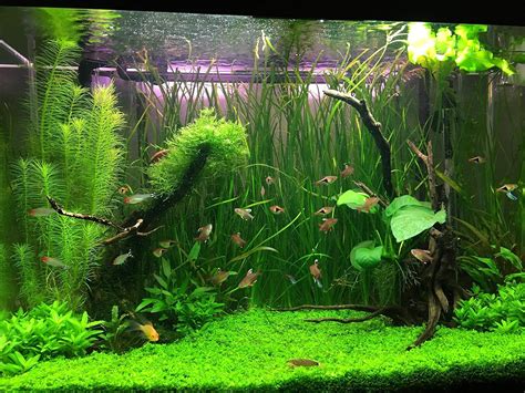 How To Plant Aquarium Plants | ubicaciondepersonas.cdmx.gob.mx