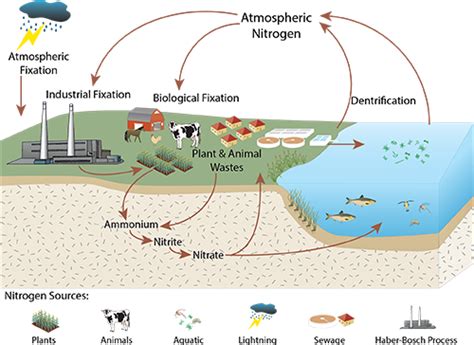 Celebrating 100 Years of Industrial Nitrogen Fixation | Blog ...