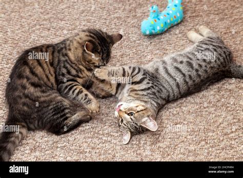 Two kittens play fighting Stock Photo - Alamy