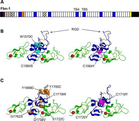 Fibrillin-1 domain organisation and mutation sites in d | Open-i