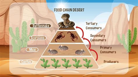 Diagram showing Desert food chain for education 3234282 Vector Art at ...