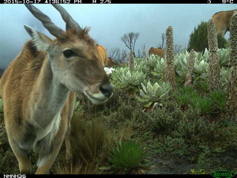 17 of the Coolest Animals on Mount Kenya - Dr. Stephanie Schuttler