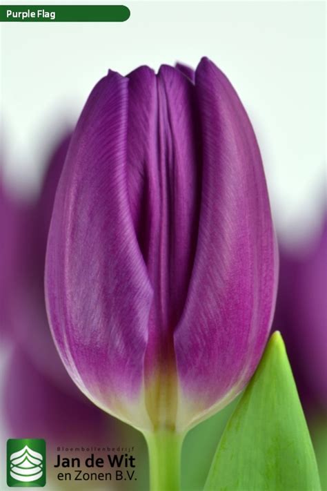 Purple Flag | Tulip | Jan de Wit en Zonen B.V.