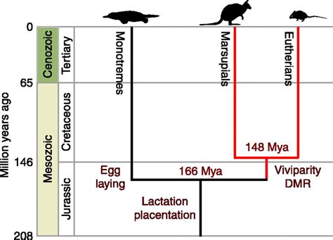 Rhianna Hughes - This tree suggests that monotremes diverged from other ...