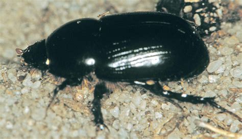 Little Black And Yellow Bugs In Bedroom