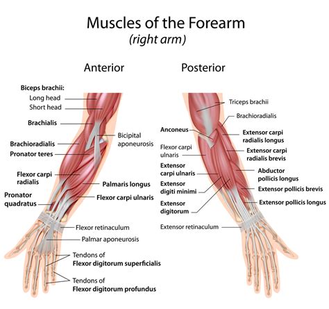 Where Forearm Pain Comes From & How To Resolve It – EffiHealth