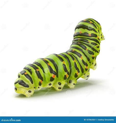 Swallowtail Caterpillar Or Papilio Machaon On A White. 3D Illustration ...