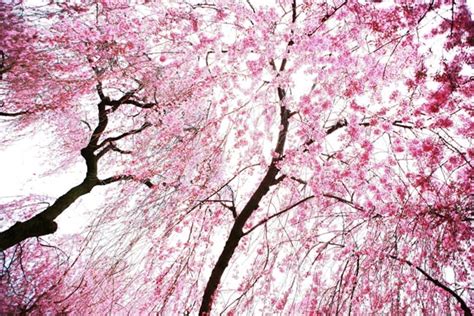 Breathtaking Cherry Blossom Photography - Design Swan