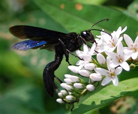 Great Black Wasp ( Sphex pensylvanicus ) Long Island, NY | Flickr