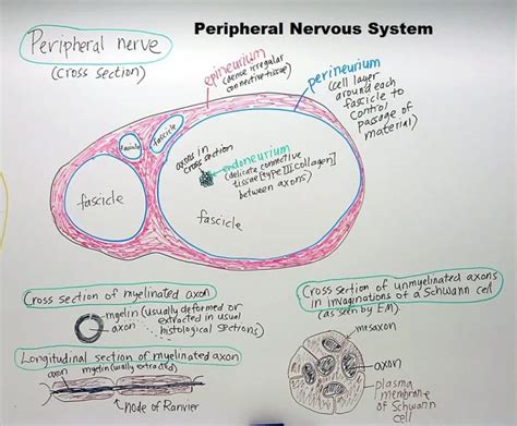 Schwann Cell : Role, Clinical significance, Theory - All you need to know