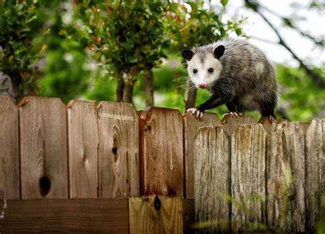 What Does Possum Spray Smell Like? - Exploration Squared