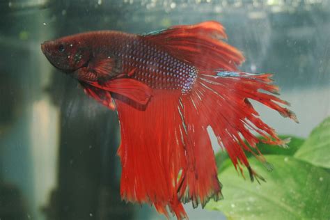 Betta Fish Fin Rot: Symptoms, Causes, Treatment, 52% OFF