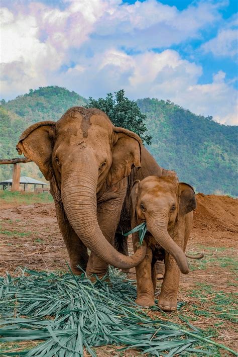 Visiting Elephant Nature Park in Chiang Mai - Explore Shaw