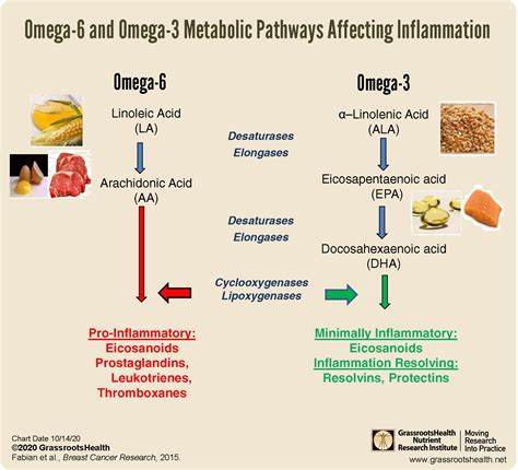 Omega 6 Fatty Acid