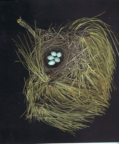 western tanager nest - Google Search | Bird, Nest, Birds