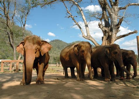 Elephant Nature Park Chiang Mai Thailand Herd ⋆ Full Time Explorer