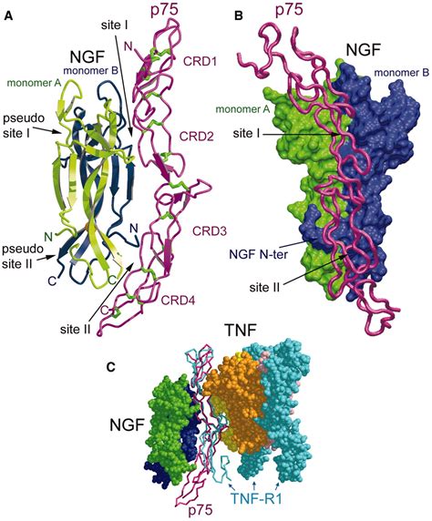 Structure Of Nerve Growth Factor Complexed With The Shared Neurotrophin ...