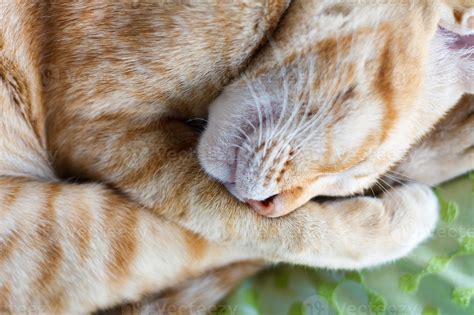 Ginger cat sleeping on bed 7307598 Stock Photo at Vecteezy