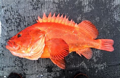 Yelloweye Rockfish – The Granddaddy of the Deep