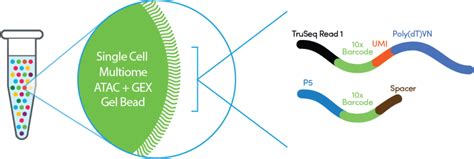 Single Cell Multiome ATAC + Gene Expression - Official 10x Genomics Support