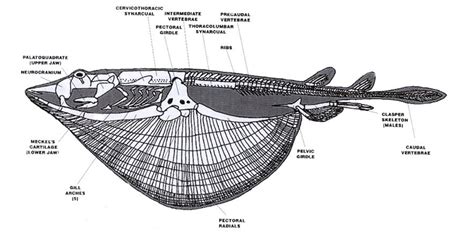 stingray skeleton | Fish anatomy, Stingray, Anatomy bones