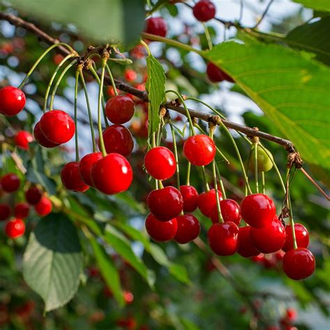 Early Richmond Sour Cherry Tree - Stark Bro’s