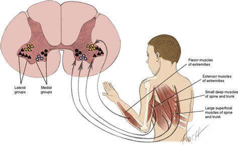 Anterior Horn Cell and Cranial Motor Neuron Disease | Neupsy Key