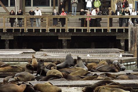 San Francisco's famous sea lions vanish - Deseret News