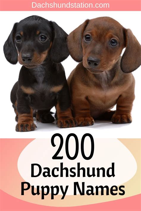 Best Dachshund Names Of 2021 - Dachshund Station | Puppy names ...