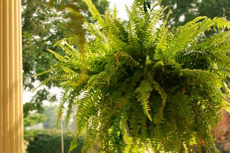 Tips for Growing Ferns Indoors