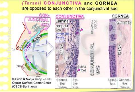 Conjunctiva Histology