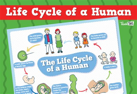 Human Life Cycle