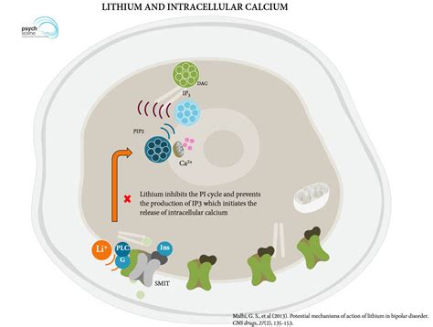 Lithium Mechanism Of Action